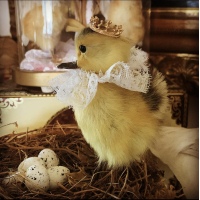 Little princess Lucie, het eendenkuiken.