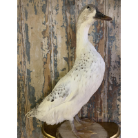 VERKOCHT - Spikkel, de loopeend.