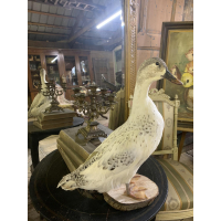 VERKOCHT - Spikkel, de loopeend.