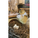 Little princess Lucie, het eendenkuiken.