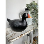 Michel Caugant zwarte waterhoen